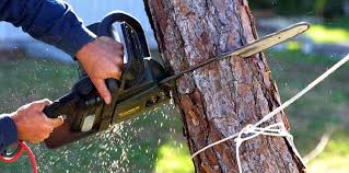 Best Weed Control  in Red Lake, AZ