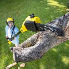 Best Hazardous Tree Removal  in Red Lake, AZ