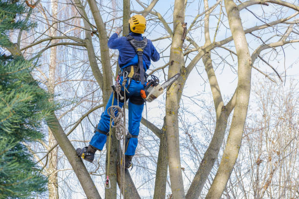Best Hedge Trimming  in Red Lake, AZ