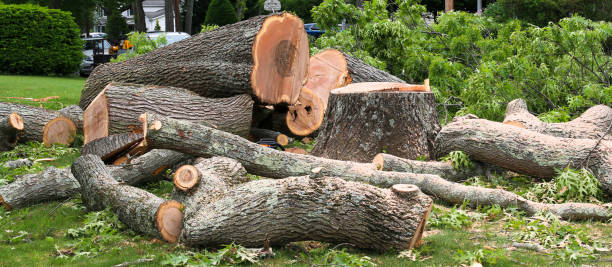 Tree and Shrub Care in Red Lake, AZ