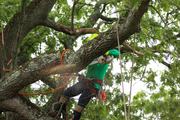 How Our Tree Care Process Works  in  Red Lake, AZ