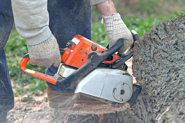 Reliable Red Lake, AZ Tree Care Solutions