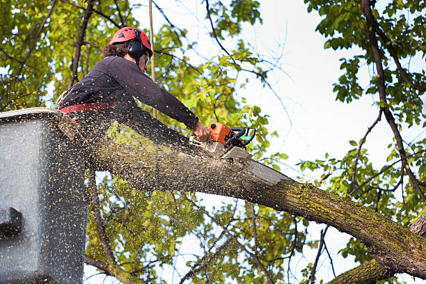 Best Firewood Processing and Delivery  in Red Lake, AZ