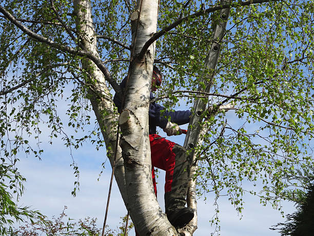 How Our Tree Care Process Works  in  Red Lake, AZ