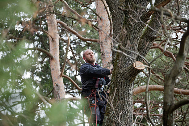 Lawn Pest Prevention in Red Lake, AZ