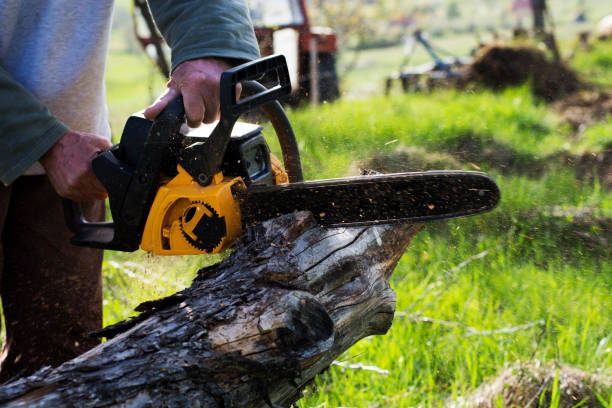 Professional Tree Care in Red Lake, AZ
