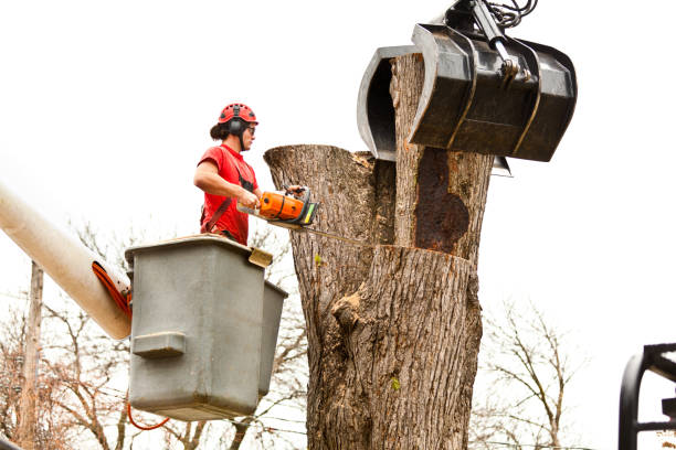 Best Storm Damage Tree Cleanup  in Red Lake, AZ