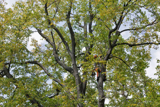 Best Tree Risk Assessment  in Red Lake, AZ
